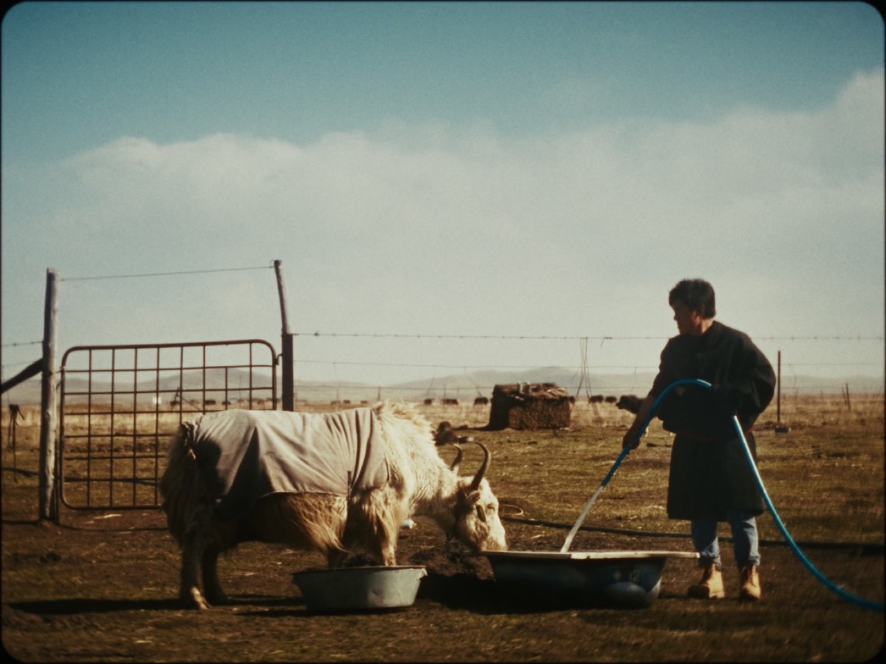01 — Pasture